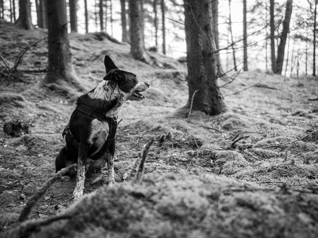 Sigge patiently waiting for the photographer to be done with it